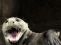 Riesenotter-2